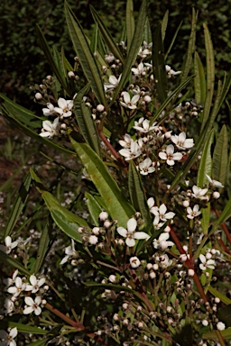 APII jpeg image of Zieria arborescens subsp. decurrens  © contact APII