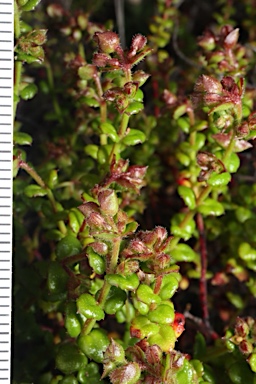 APII jpeg image of Gonocarpus teucrioides  © contact APII