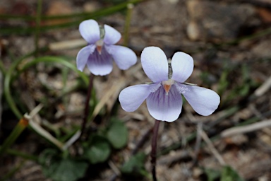 APII jpeg image of Viola silicestris  © contact APII