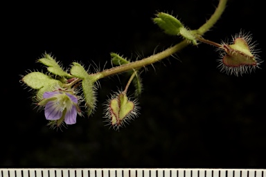 APII jpeg image of Veronica hederifolia  © contact APII