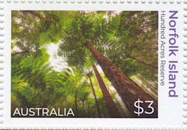 APII jpeg image of Cyathea brownii  © contact APII