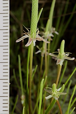 APII jpeg image of Myosurus australis  © contact APII