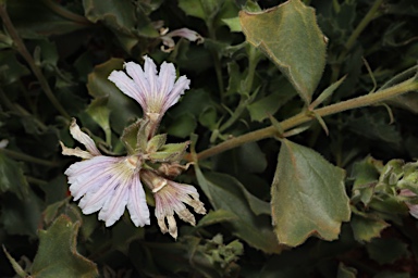 APII jpeg image of Scaevola parvibarbata  © contact APII
