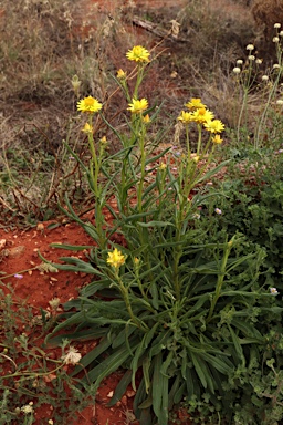 APII jpeg image of Xerochrysum sp. Chinchilla (A.N. Schmidt-Lebuhn 1745)  © contact APII