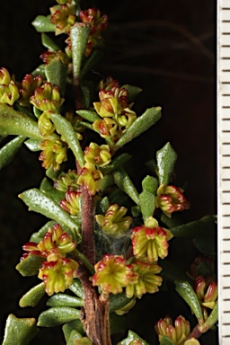 APII jpeg image of Dodonaea peduncularis  © contact APII