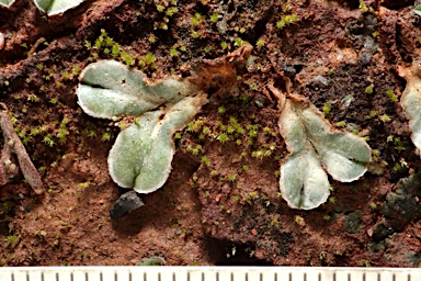 APII jpeg image of Riccia lamellosa  © contact APII