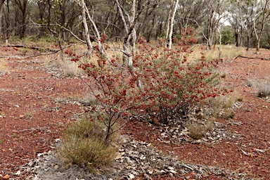 APII jpeg image of Dodonaea sinuolata subsp. acrodentata  © contact APII
