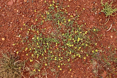 APII jpeg image of Arabidella eremigena  © contact APII