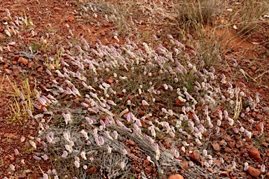 APII jpeg image of Ptilotus leucocoma  © contact APII