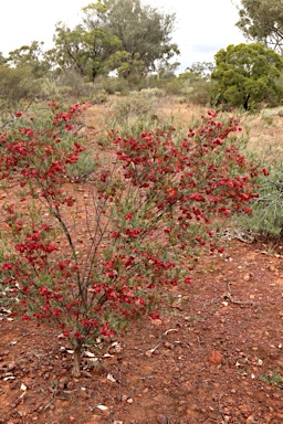 APII jpeg image of Dodonaea sinuolata subsp. acrodentata  © contact APII