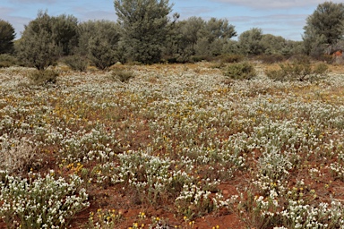 APII jpeg image of Rhodanthe floribunda  © contact APII