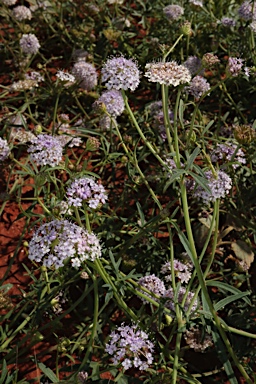 APII jpeg image of Trachymene cyanantha  © contact APII