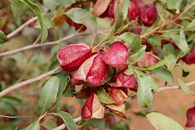APII jpeg image of Dodonaea petiolaris  © contact APII