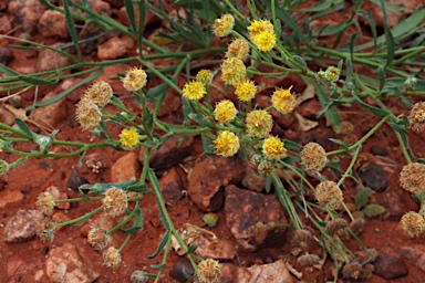 APII jpeg image of Calotis latiuscula  © contact APII