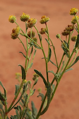 APII jpeg image of Calotis latiuscula  © contact APII