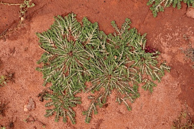 APII jpeg image of Disphyma littoralis  © contact APII