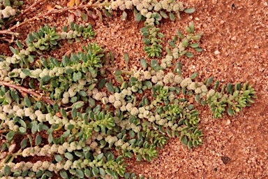 APII jpeg image of Disphyma littoralis  © contact APII