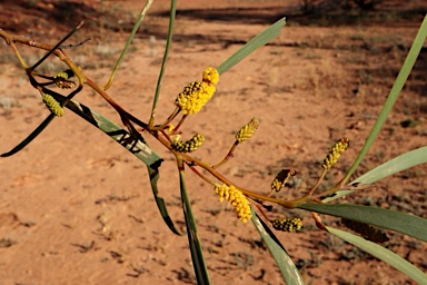 APII jpeg image of Acacia petraea  © contact APII