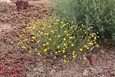 APII jpeg image of Leiocarpa brevicompta  © contact APII