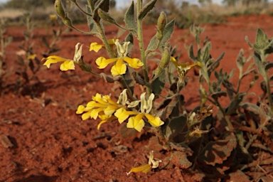 APII jpeg image of Goodenia heterochila  © contact APII