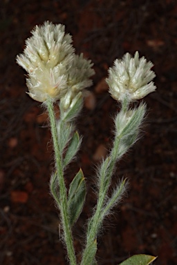 APII jpeg image of Ptilotus pseudohelipteroides  © contact APII