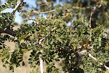 APII jpeg image of Archidendropsis basaltica  © contact APII