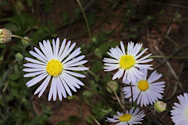 APII jpeg image of Brachyscome pedleyi  © contact APII