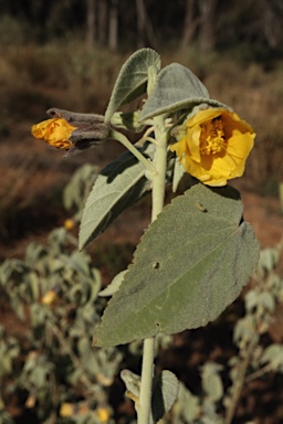 APII jpeg image of Abutilon calliphyllum  © contact APII