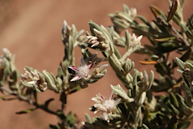 APII jpeg image of Ptilotus pedleyanus  © contact APII