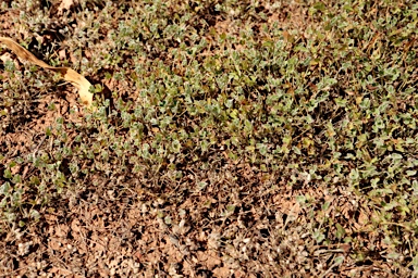 APII jpeg image of Marsilea costulifera  © contact APII