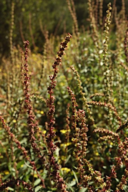 APII jpeg image of Haloragis odontocarpa f. rugosa  © contact APII