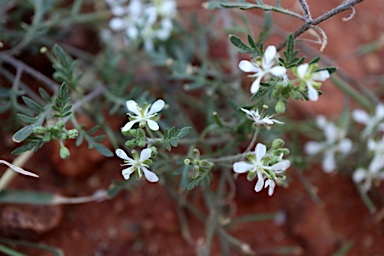 APII jpeg image of Arabidella eremigena  © contact APII