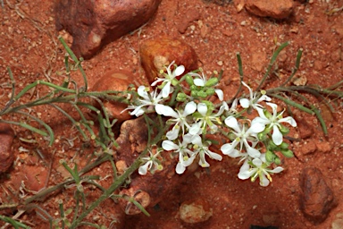 APII jpeg image of Arabidella eremigena  © contact APII