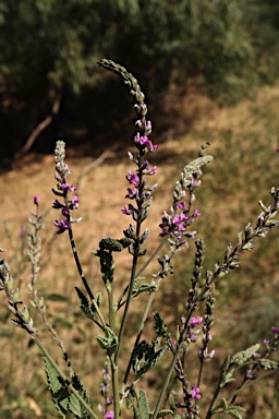 APII jpeg image of Cullen australasicum  © contact APII