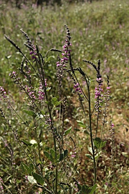 APII jpeg image of Cullen australasicum  © contact APII