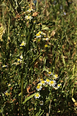 APII jpeg image of Calotis plumulifera  © contact APII