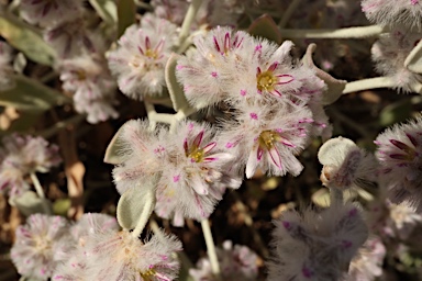 APII jpeg image of Ptilotus obovatus  © contact APII