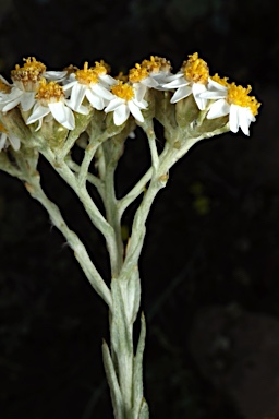 APII jpeg image of Rhodanthe corymbiflora  © contact APII
