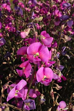 APII jpeg image of Swainsona campylantha  © contact APII