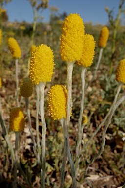 APII jpeg image of Pycnosorus melleus  © contact APII