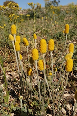 APII jpeg image of Pycnosorus melleus  © contact APII