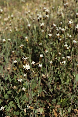 APII jpeg image of Rhodanthe stricta  © contact APII