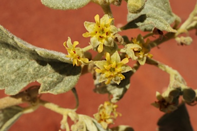 APII jpeg image of Androcalva loxophylla  © contact APII