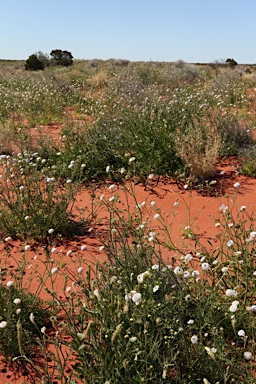 APII jpeg image of Trachymene cyanantha  © contact APII