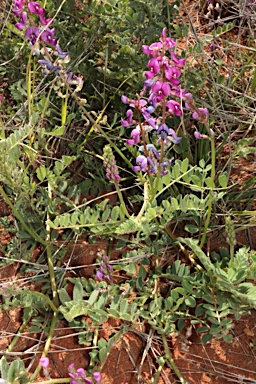 APII jpeg image of Swainsona affinis  © contact APII