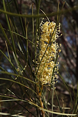 APII jpeg image of Grevillea stenobotrya  © contact APII