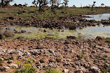 APII jpeg image of Riccia cavernosa  © contact APII