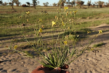 APII jpeg image of Goodenia fascicularis  © contact APII