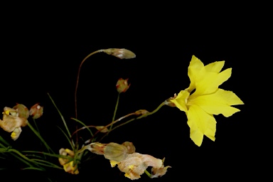 APII jpeg image of Goodenia fascicularis  © contact APII