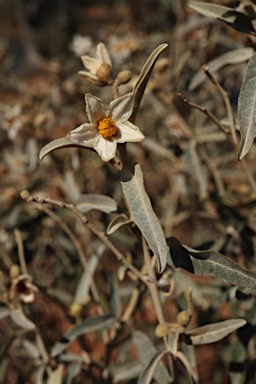 APII jpeg image of Solanum sturtianum  © contact APII